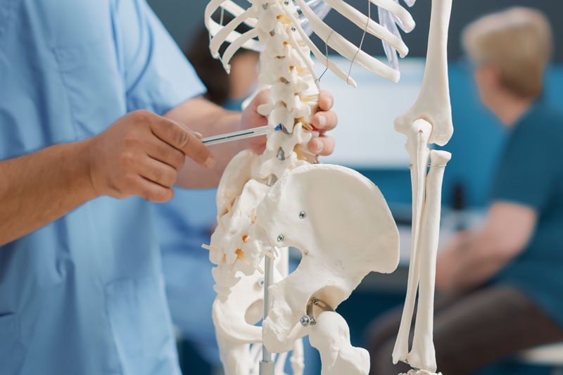 physiotherapist pointing at back bones on human skeleton